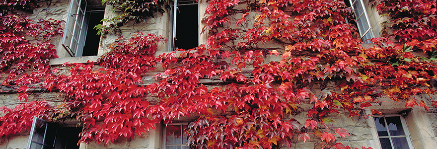 Red fall leaves cover Schulich Building